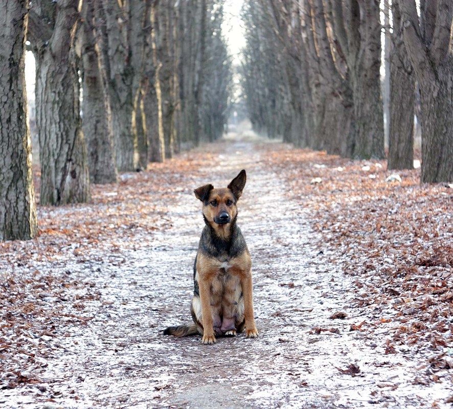 Фотографія Хозяйка Аллеи / Gennadiy / photographers.ua