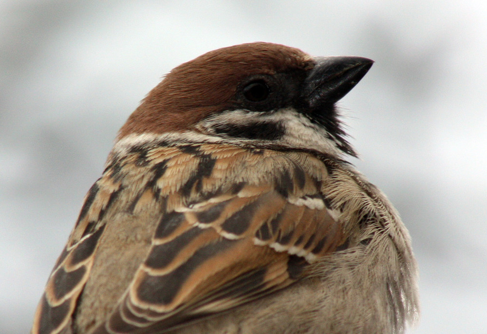 Фотографія маленький но Гордый / Gennadiy / photographers.ua
