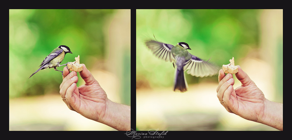 Фотографія Животные / Марина Стафик / photographers.ua