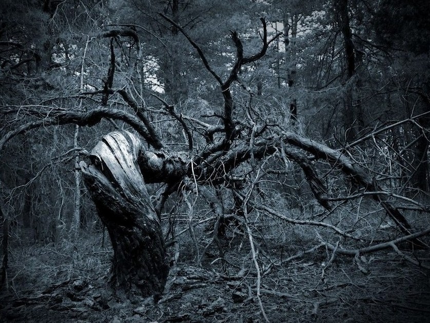 Фотографія Зловещее дерево... / Богдан Кулик / photographers.ua