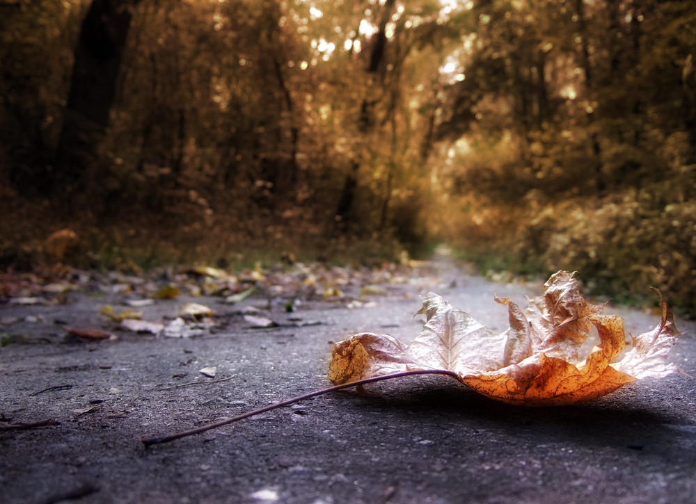 Фотографія Осень моими глазами.. / Богдан Кулик / photographers.ua