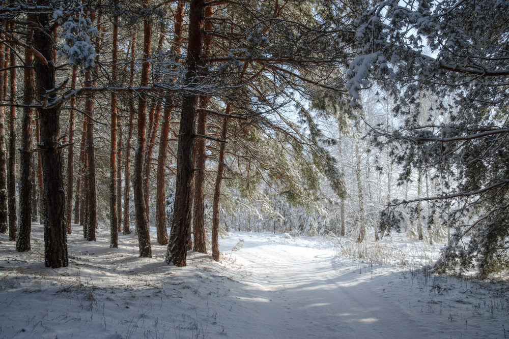 Фотографія Светло в лесу / Елена Резник / photographers.ua