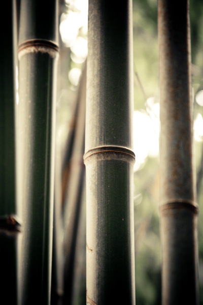 Фотографія Bamboo / Life like inspiration / photographers.ua
