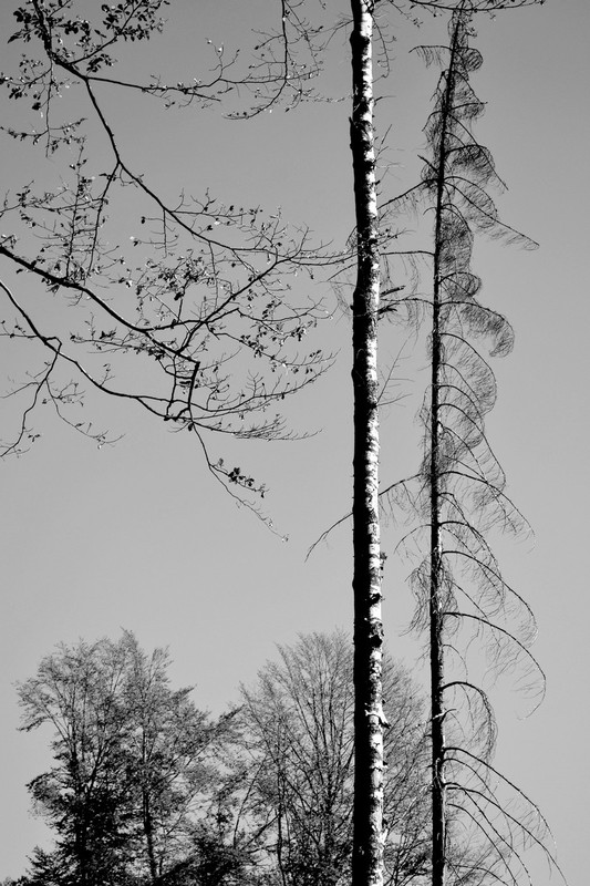 Фотографія Вертикаль. / Mila / photographers.ua