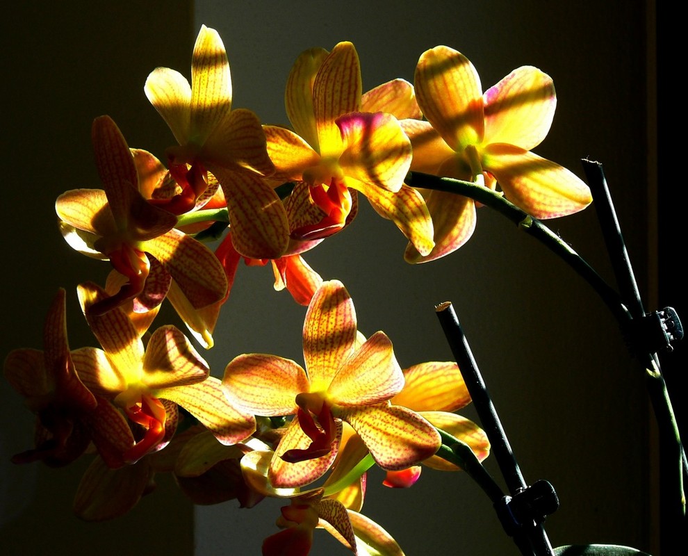 Фотографія орхидЭя игра со светом / Mila / photographers.ua