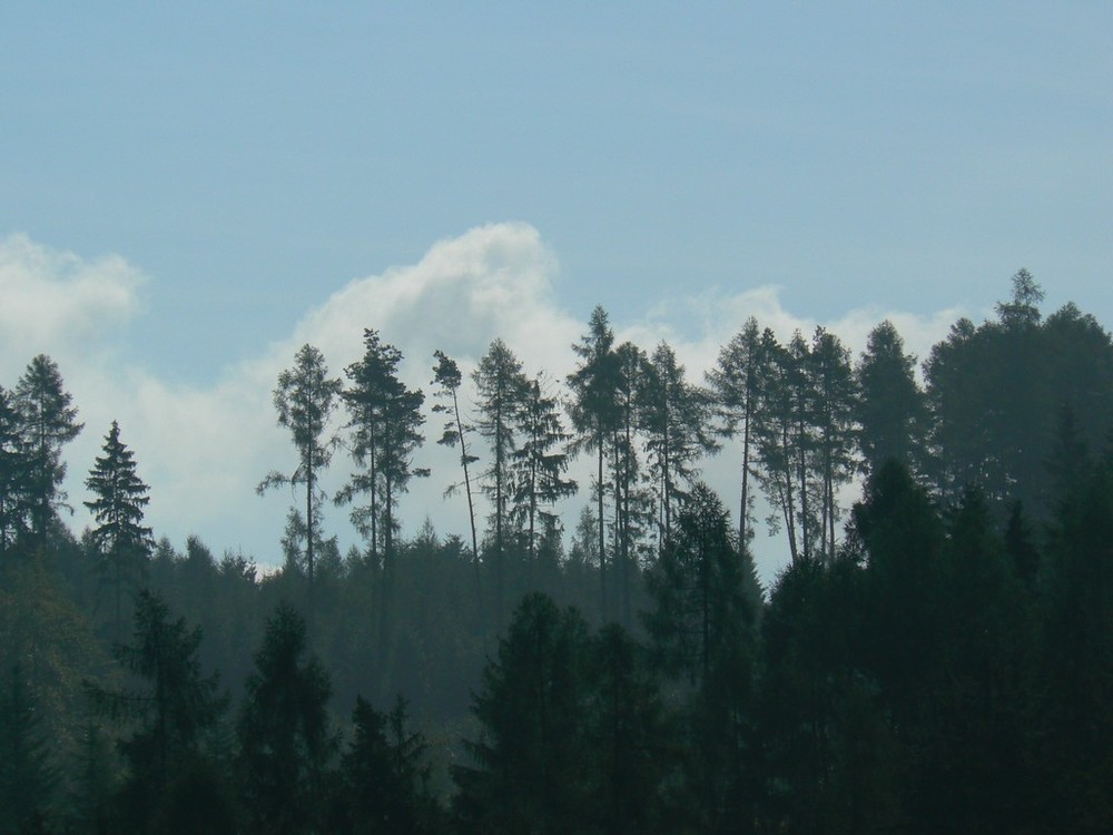 Фотографія Ветер треплет в облаках верхушки сосен. / Mila / photographers.ua