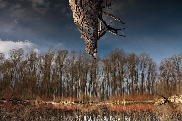 Фотографія Cosmic Tree / Андрей Столяров / photographers.ua