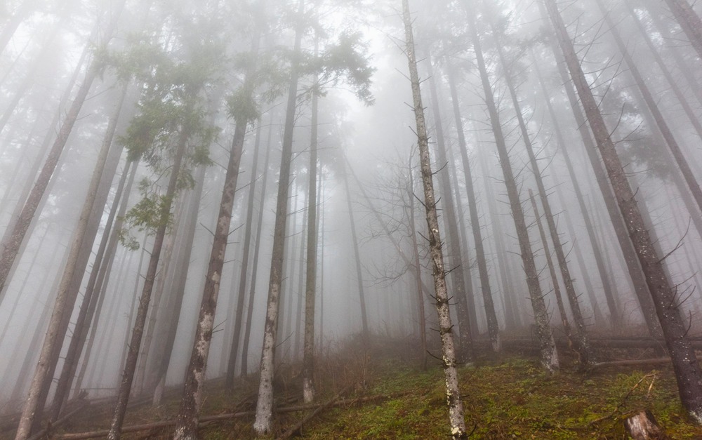 Фотографія foggy forest / klimat / photographers.ua