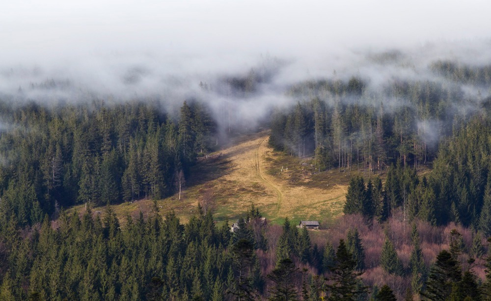 Фотографія foggy forest / klimat / photographers.ua