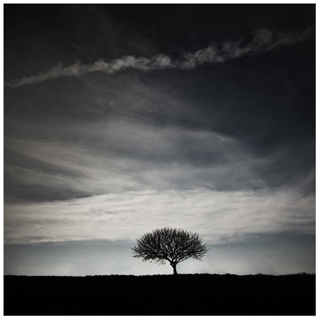Фотографія дерево на горе молчания / Kyryll Prytula / photographers.ua