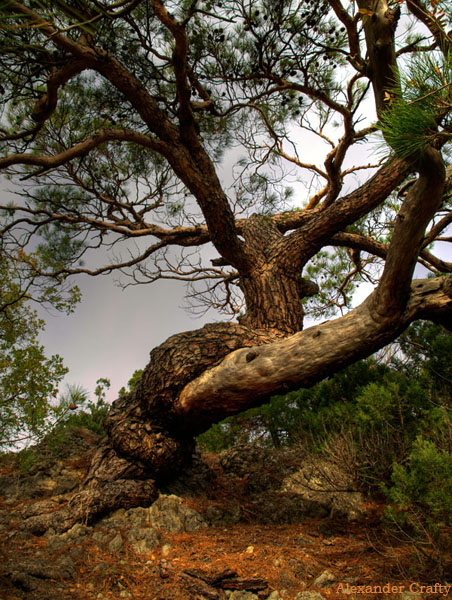 Фотографія Линия жизни / Alexander Crafty / photographers.ua