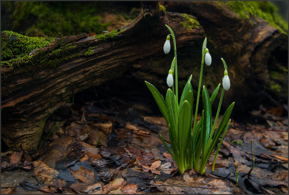 Фотографія Весна — це найпрекрасніша пора! / Vlad Timoshenko / photographers.ua