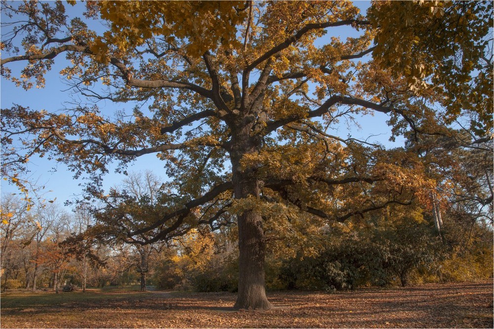 Фотографія дуб столетний / Оксана Туманова / photographers.ua