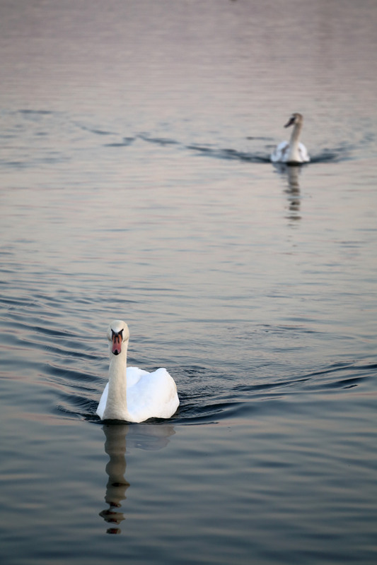 Фотографія лебединий патруль / Вадим Мемрук / photographers.ua