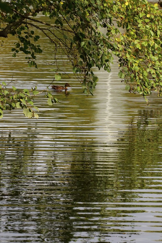 Фотографія Софіївка / Вадим Мемрук / photographers.ua