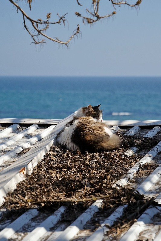 Фотографія Одеські котики / Вадим Мемрук / photographers.ua