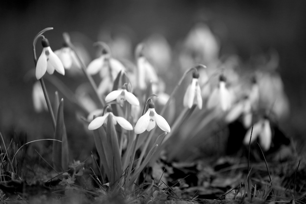 Фотографія Макро / Вадим Мемрук / photographers.ua