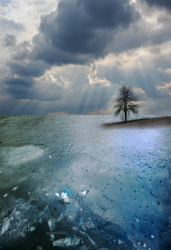 Фотографія дерево, цвет,свет,лёд,обл ака.лучи / Виктор Переверзев / photographers.ua