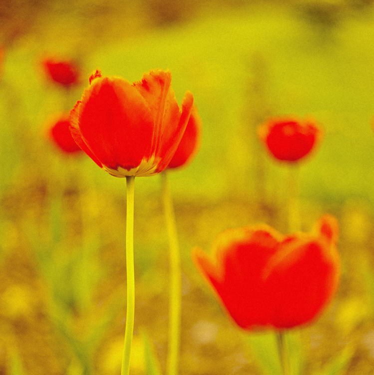 Фотографія тюльпаны* / Ann Lapa / photographers.ua