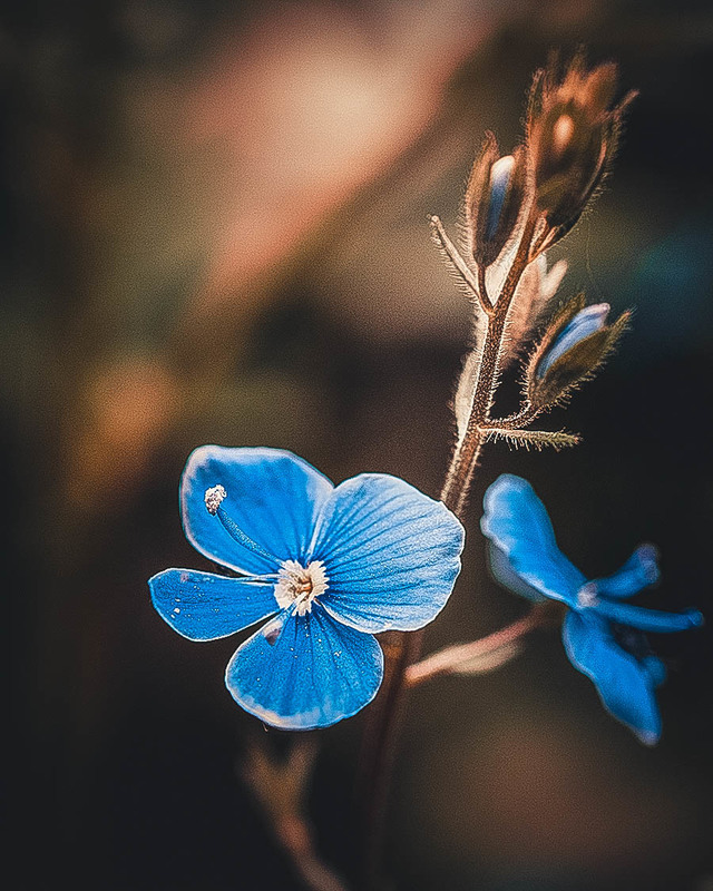 Фотографія Вероніка / Валентин Касянчук / photographers.ua