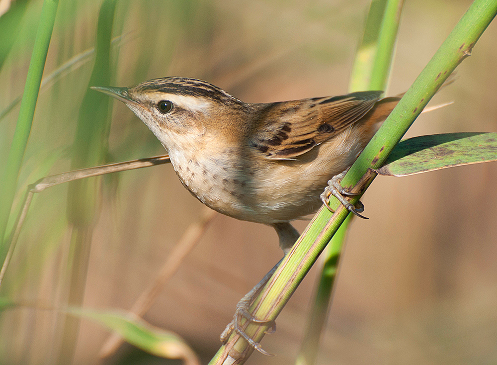 Фотографія Очеретянка борсучок / Валентин Касянчук / photographers.ua