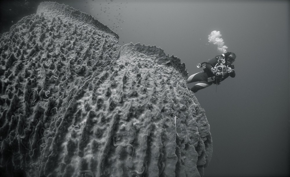 Фотографія ...underwater cinematography... / ася оса / photographers.ua