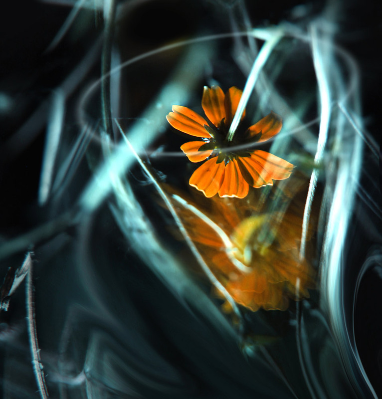 Фотографія Макро / Наталья Шевцова / photographers.ua