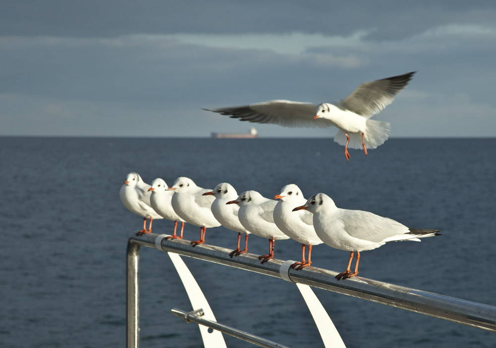 Фотографія эксперимент / Наталья Шевцова / photographers.ua