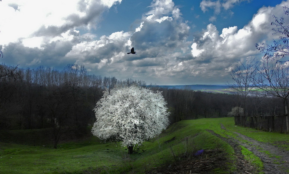 Фотографія полет над весной / Татьяна Зотьева / photographers.ua