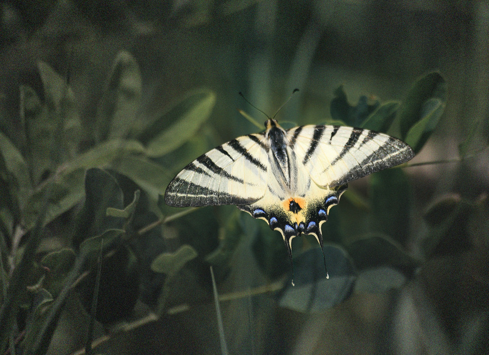 Фотографія Макро / Wendy Beckett / photographers.ua