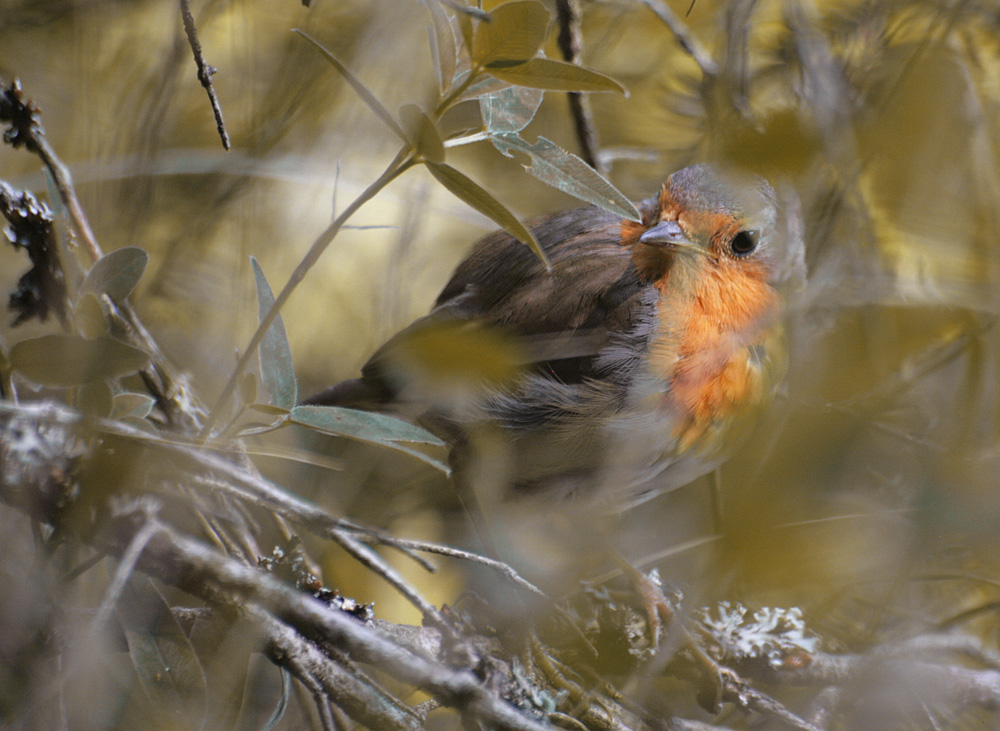 Фотографія Вільшанка (Erithacus rubecula) — птах родини мухоловкових / Wendy Beckett / photographers.ua