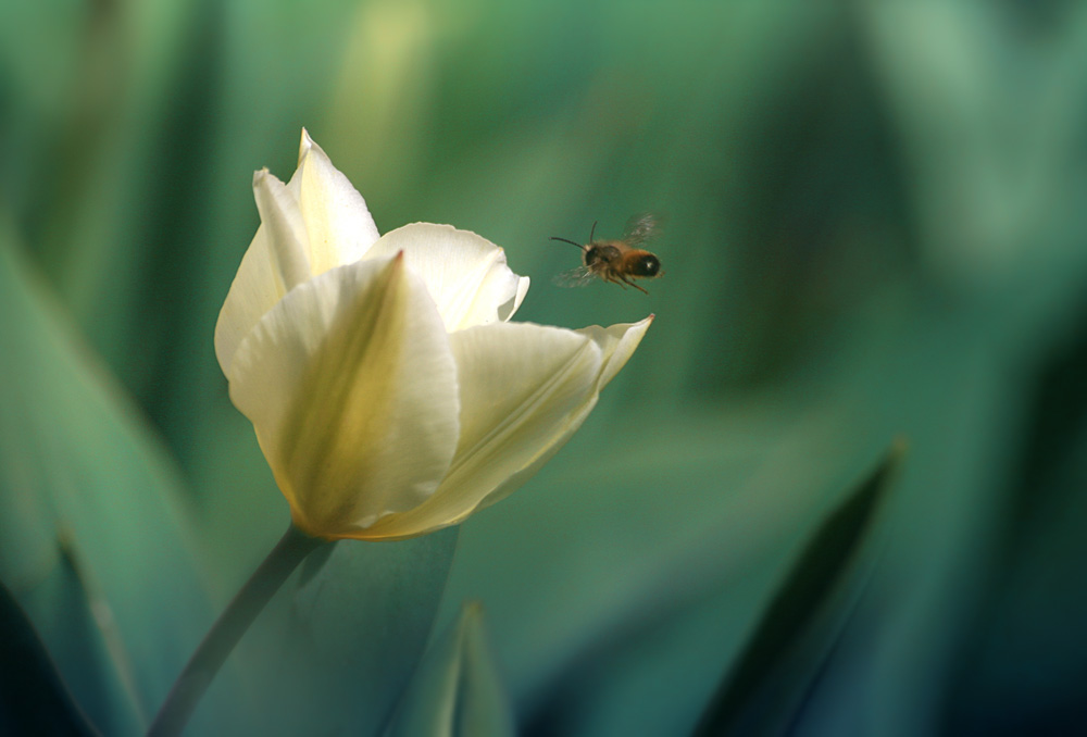 Фотографія Макро / Wendy Beckett / photographers.ua