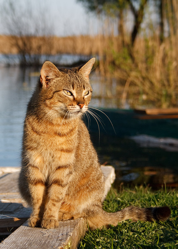 Фотографія Кошка, Наблюдающая Закат Солнца / Борис Курицын / photographers.ua