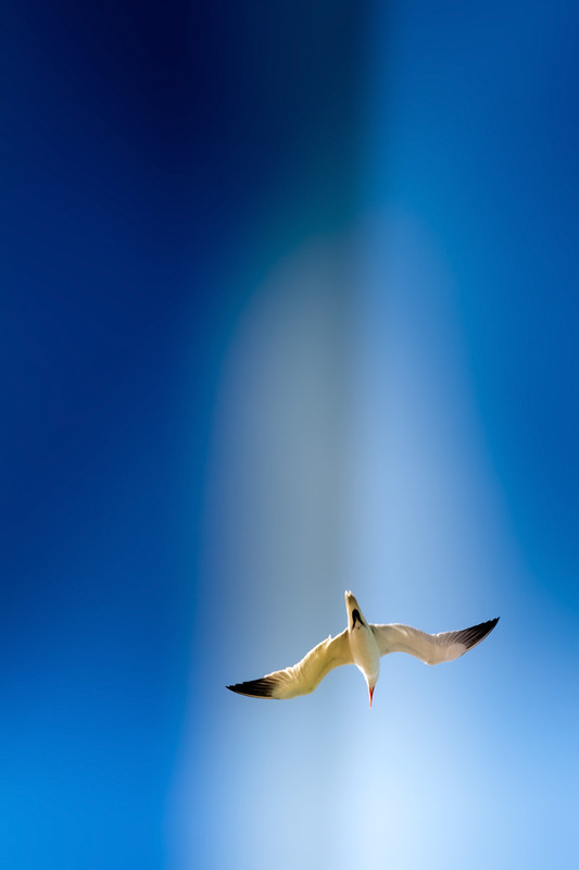 Фотографія Jonathan Livingston Seagull, Fly 2. / Борис Курицын / photographers.ua