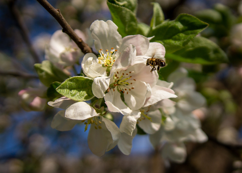 Фотографія Макро / Arkadiy Degtyarenko / photographers.ua