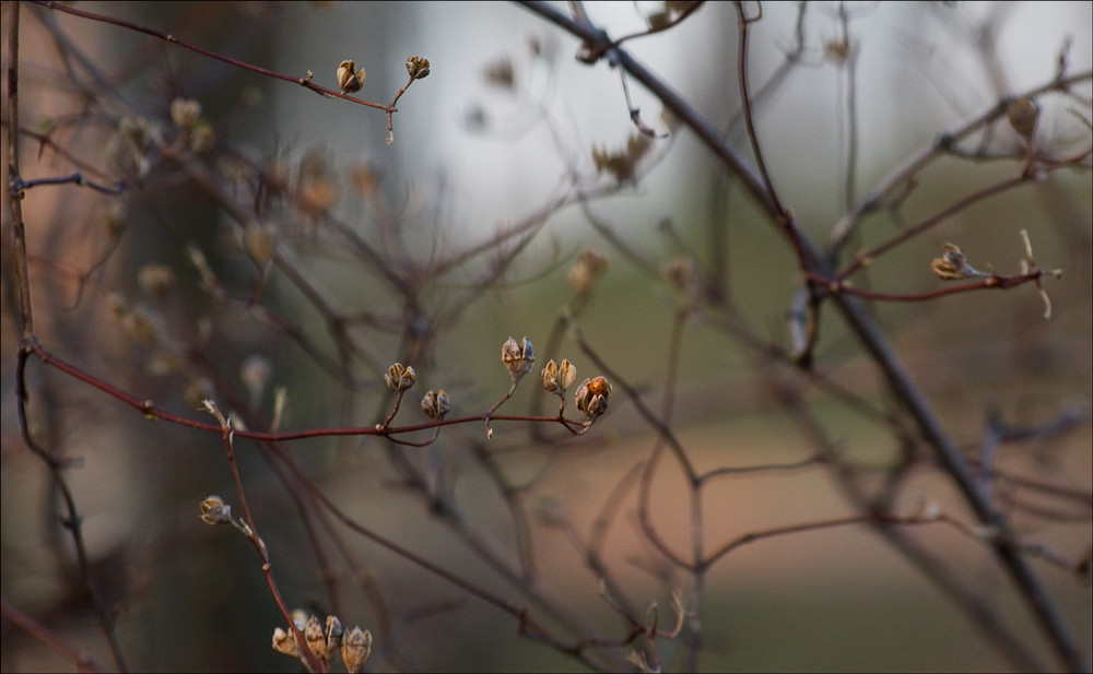 Фотографія Unremarkable refuge of a little ladybird on the threshold of spring / Анастасия Зорина / photographers.ua