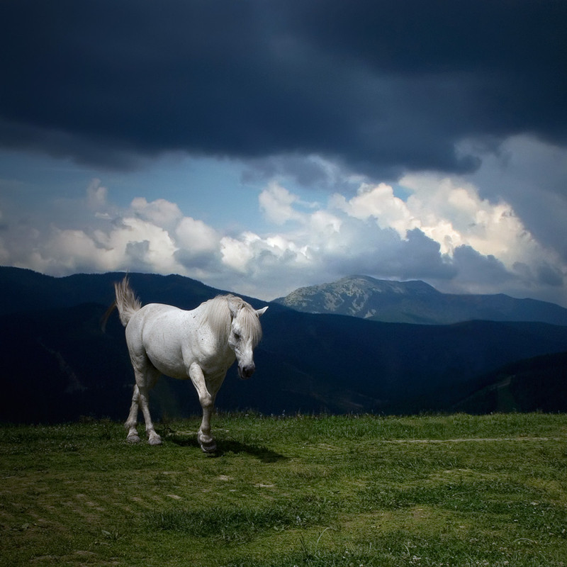 Фотографія Thunder blues for a lonely horse / Анастасия Зорина / photographers.ua