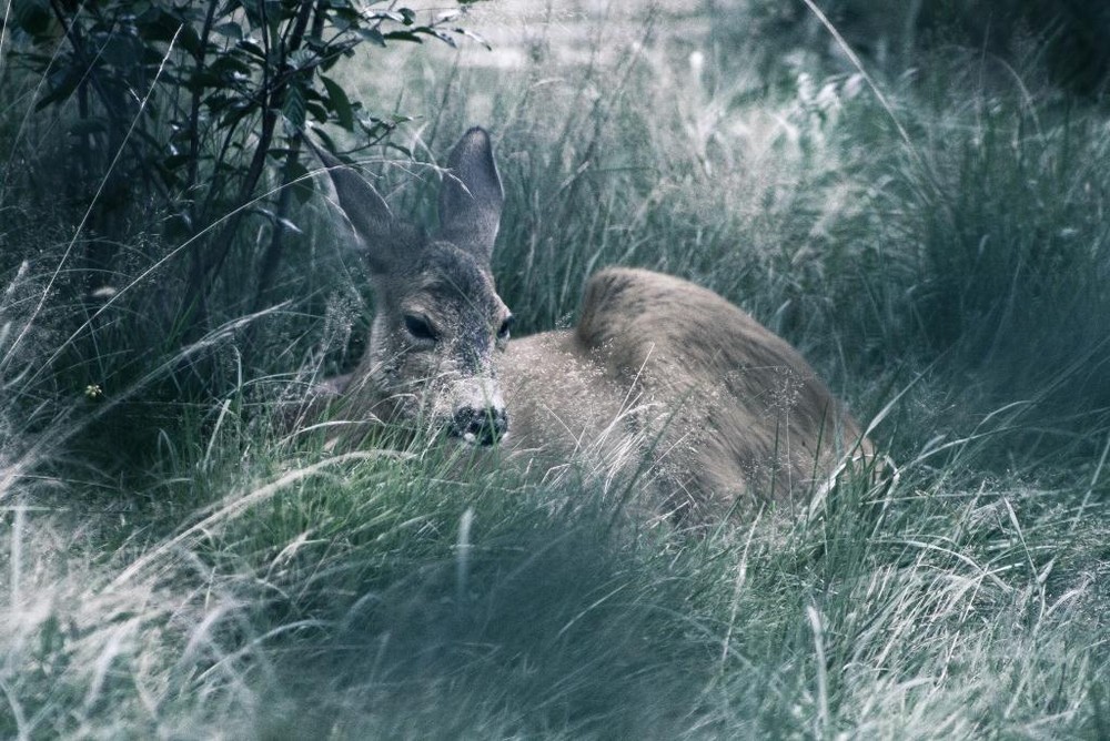 Фотографія Bambi :) / Ivan / photographers.ua