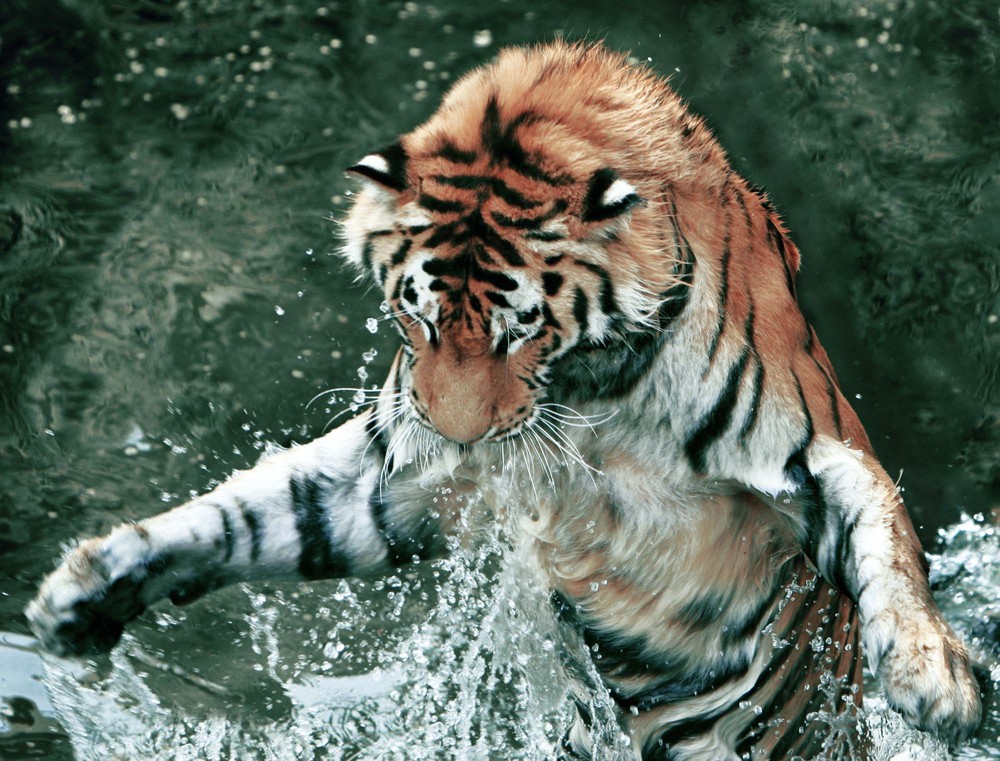 Фотографія тигр-полоскун / V/ARTik / photographers.ua