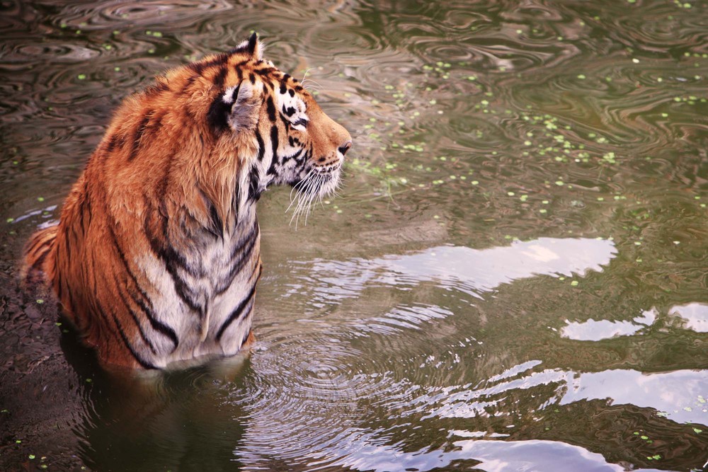 Фотографія Tiger in water / V/ARTik / photographers.ua