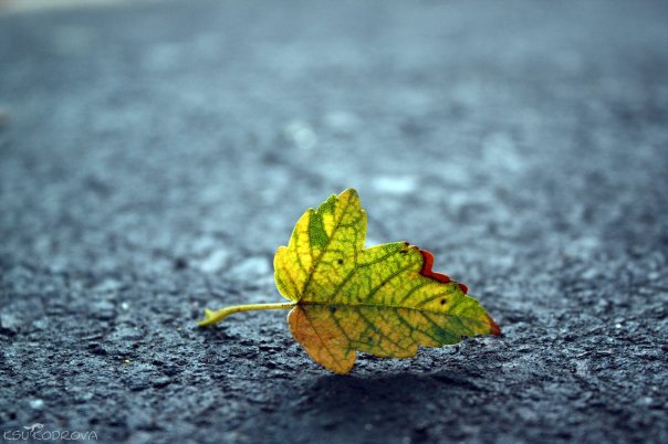 Фотографія Last leaf / Ksu Kodrova / photographers.ua