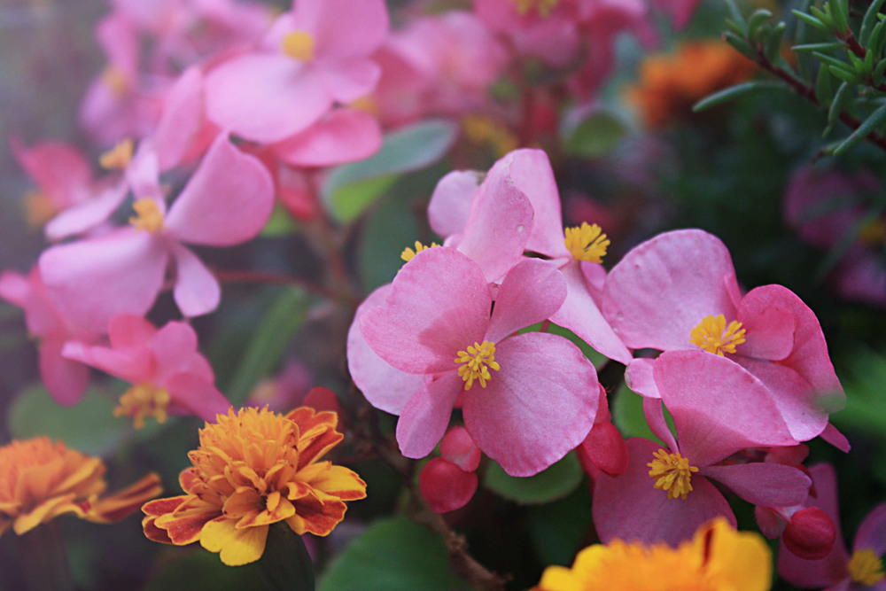 Фотографія Почувствуйте всю нежность / Olga Uglenko / photographers.ua