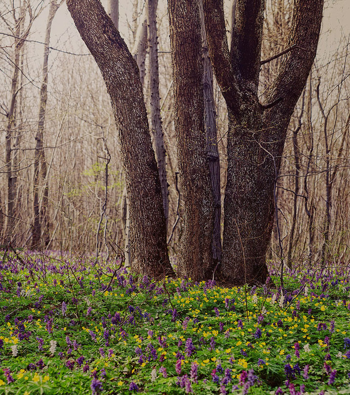 Фотографія spring forest / Dallilu / photographers.ua