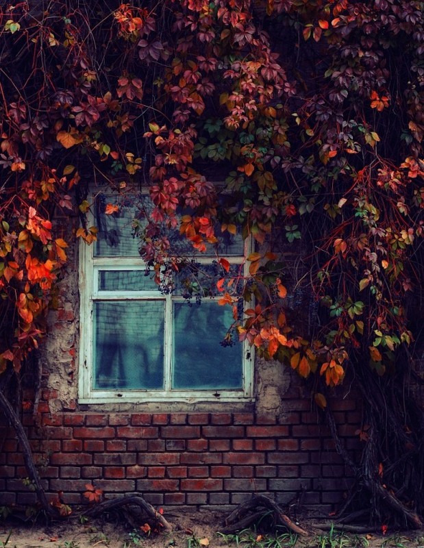 Фотографія Окно в Осень / Dallilu / photographers.ua