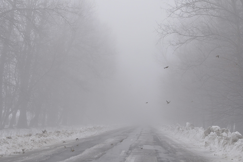Фотографія пролетіти крізь туман / Оксана Костюк / photographers.ua