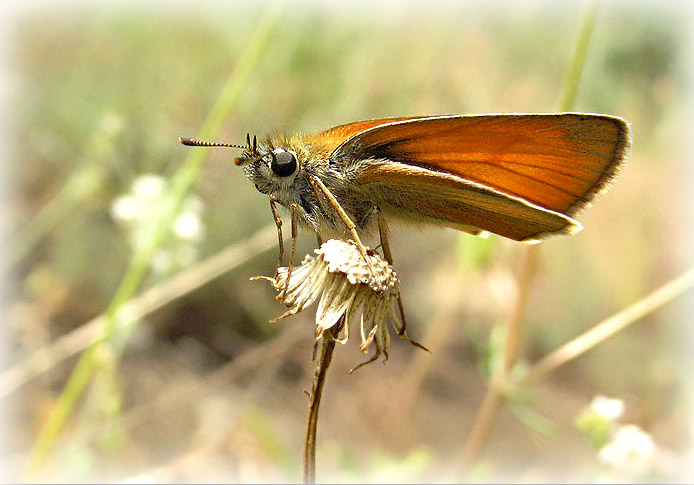 Фотографія Heodes virgaurea / (Coyoteuss) Anton Parkhomenko / photographers.ua