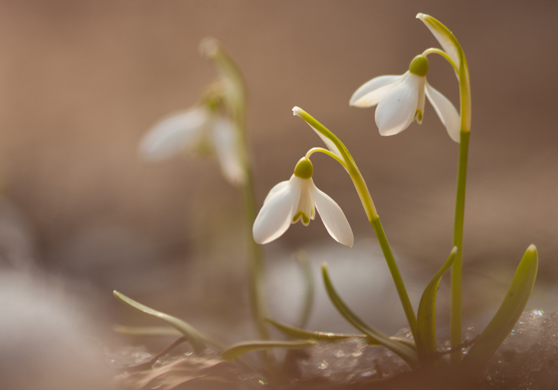 Фотографія Весна не за горами;) / Богдан Сивульський / photographers.ua