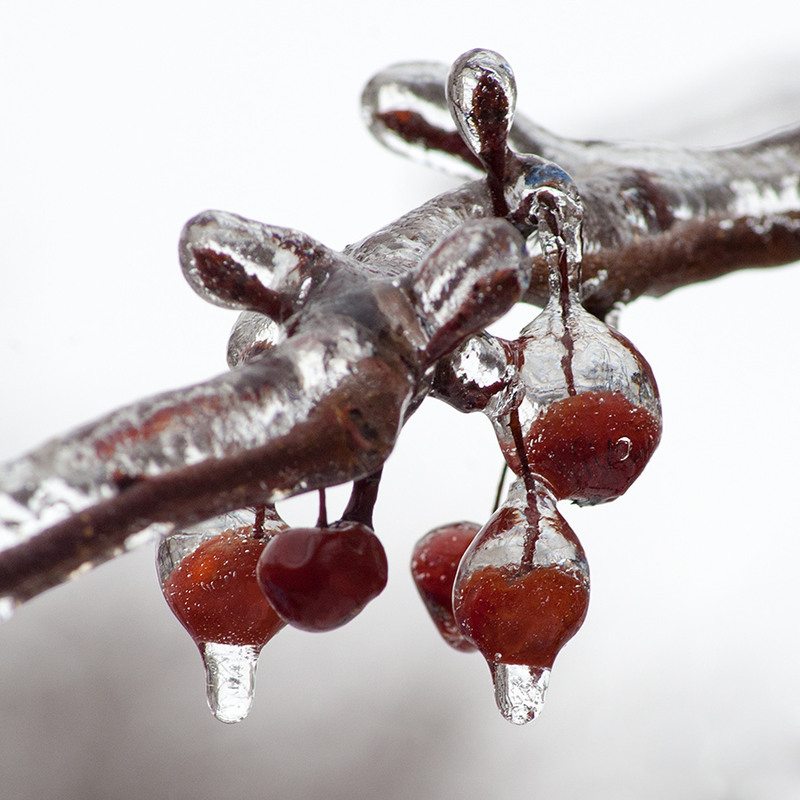 Фотографія Морозний дощ / Орест Сивак / photographers.ua