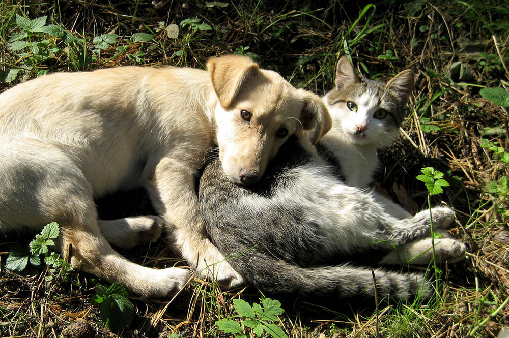 Фотографія "Як кіт із собакою..." / Орест Сивак / photographers.ua