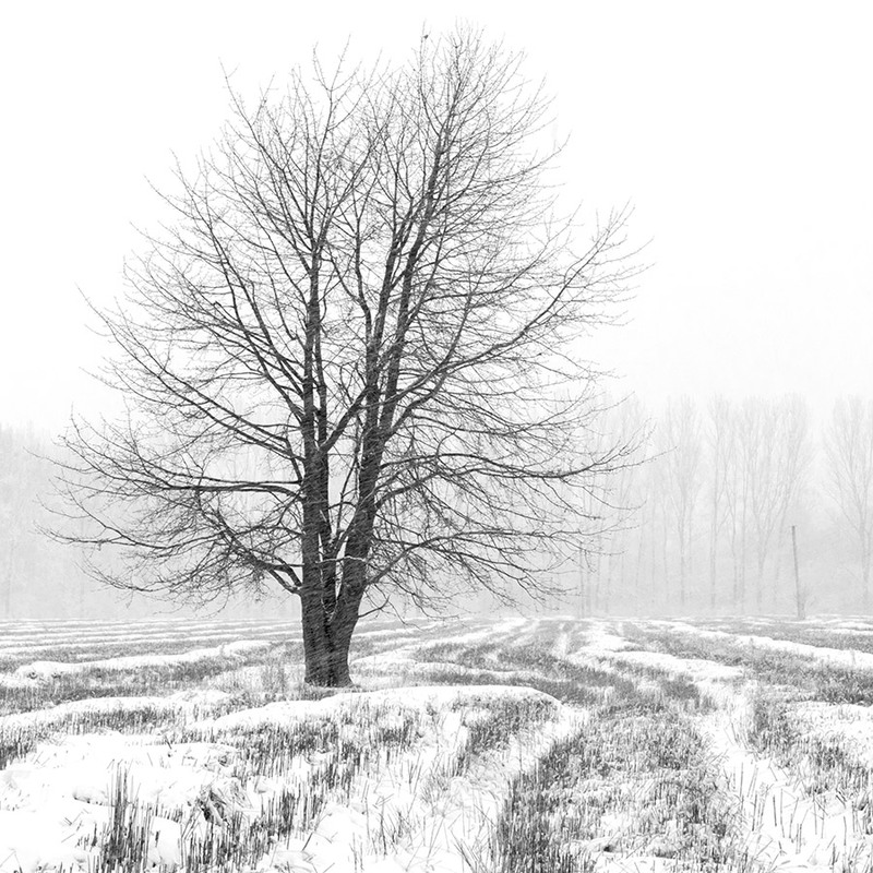 Фотографія *** / Орест Сивак / photographers.ua